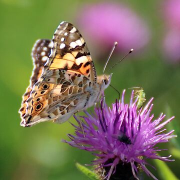 Painted Lady Butterfly Sticker