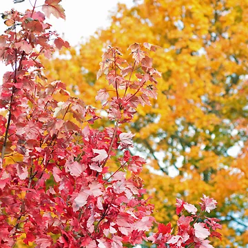 Artwork thumbnail, Fall by Rebecca Wilcox