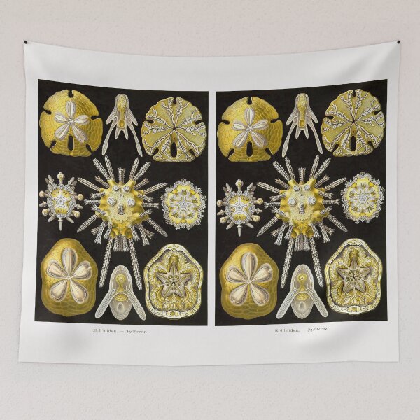 Item preview, Plate 30. Echinidea, an older grouping of sea urchins known as 'cake urchins' or 'sea biscuits'. designed and sold by Squirrox.