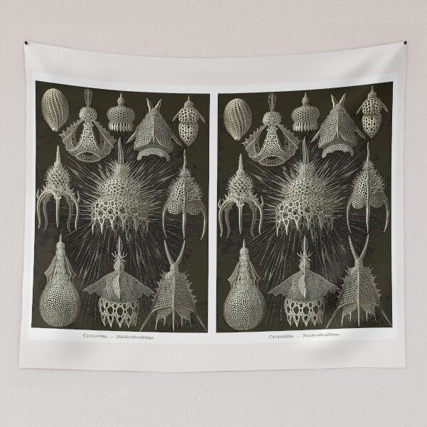 Item preview, Plate 31. Cyrtoidea, an extinct superfamily of amoeboid protozoans. designed and sold by Squirrox.