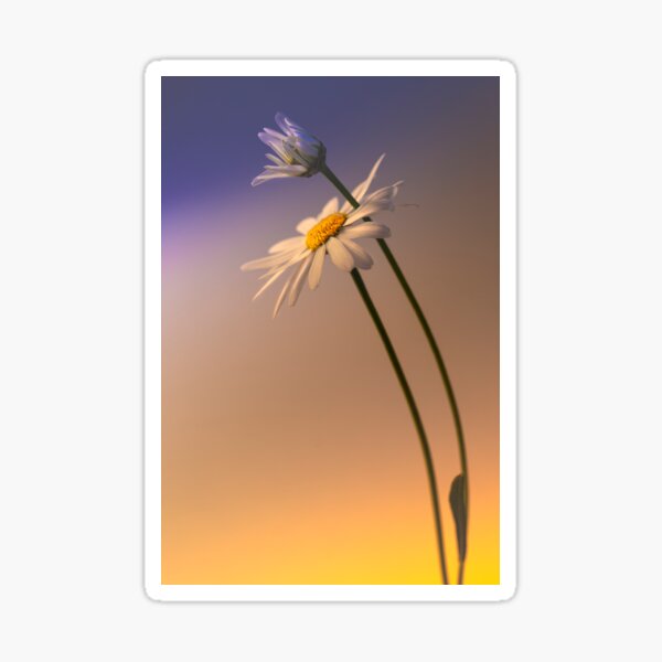 Wild white chrysanthemum Sticker