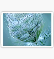 Queen Anne's Lace #3 Sticker