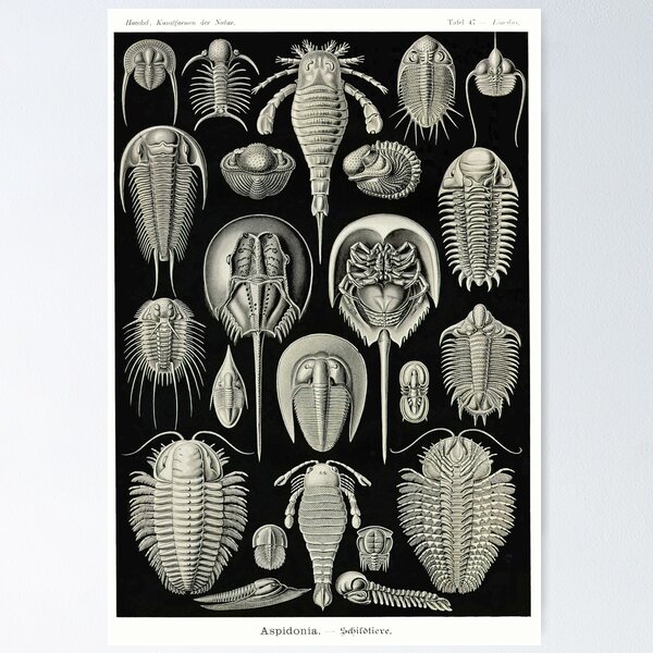 Item preview, Plate 47. Trilobites and Sea Scorpions designed and sold by Squirrox.