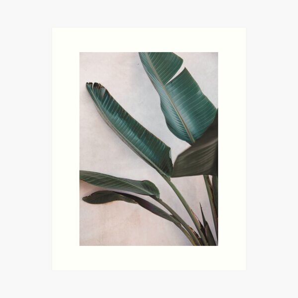 Item preview, Tropical palm musa leaves on a pink wall designed and sold by Digital  Cloud.