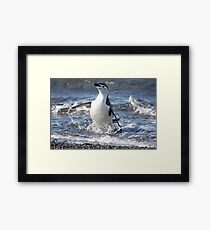 Antarctica chinstrap penguin back from fishing Framed Print