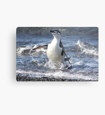 Antarctica chinstrap penguin back from fishing Metal Print