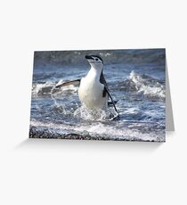 Antarctica chinstrap penguin back from fishing Greeting Card