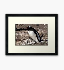 Antarctica gentoo penguin breeding chicks Framed Print