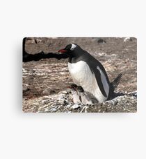 Antarctica gentoo penguin breeding chicks Metal Print
