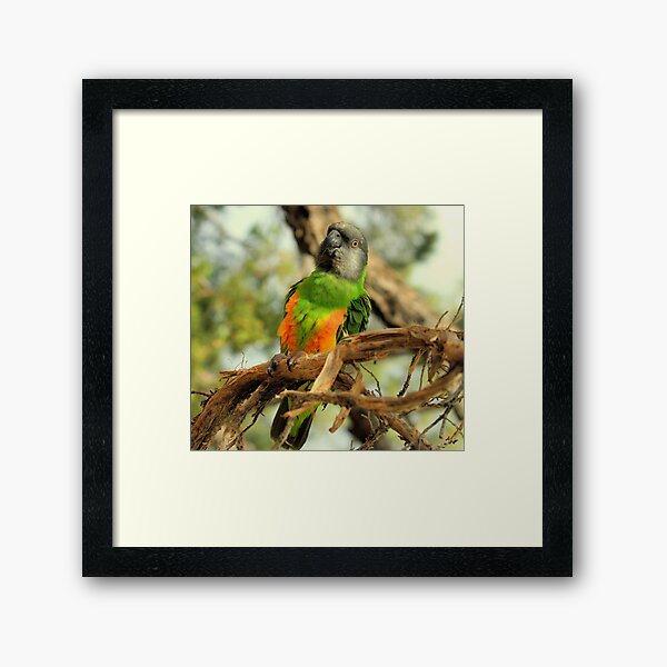 Parrot on Potosi Framed Art Print