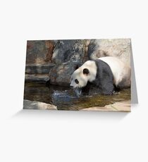 Giant Panda, Adelaide Zoo, South Australia Greeting Card