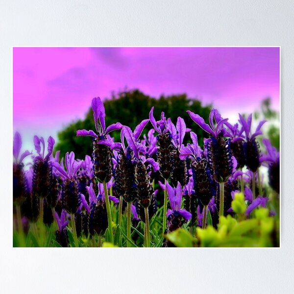 Item preview, La Lavanda designed and sold by Rinaldo Di Battista.