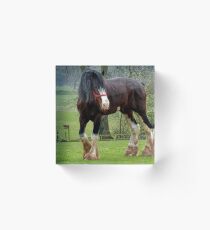 Shire Horse Acrylic Block