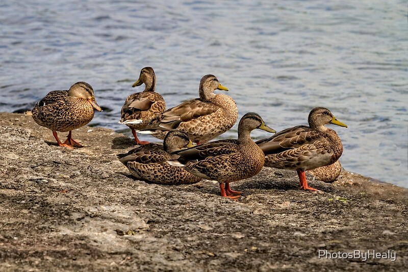 American Black Duck by Photos by Healy