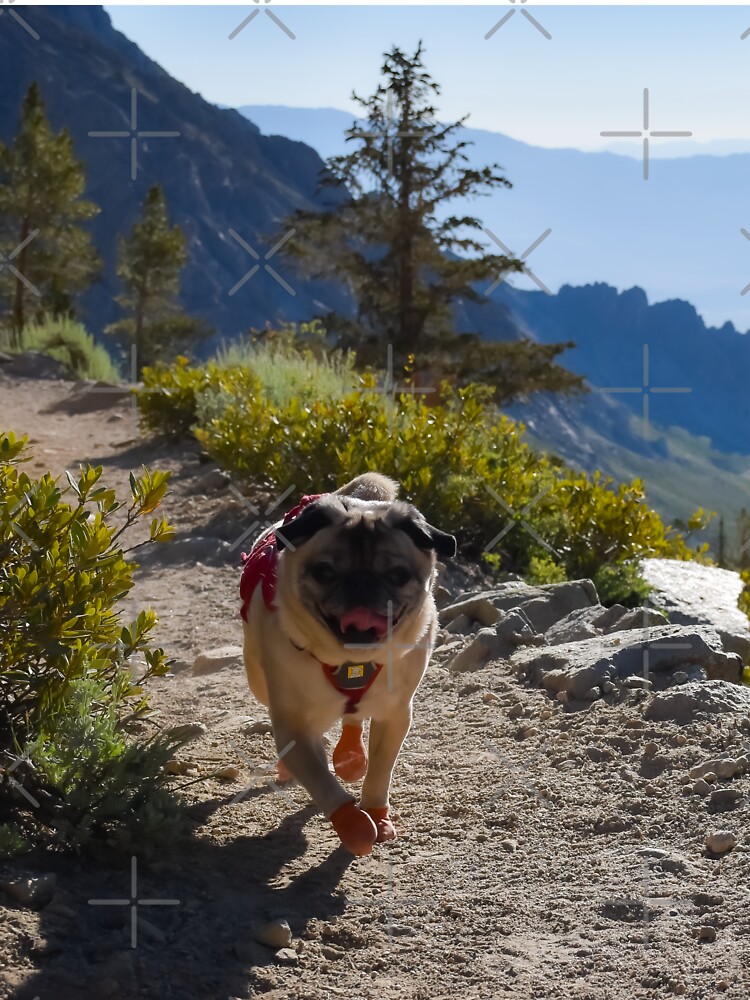 The mountain shop pug shirt