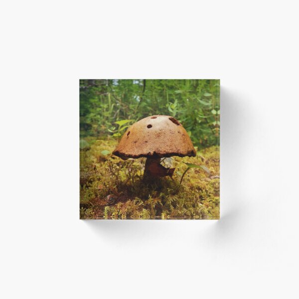Alaska Mushroom - unidentified type Acrylic Block