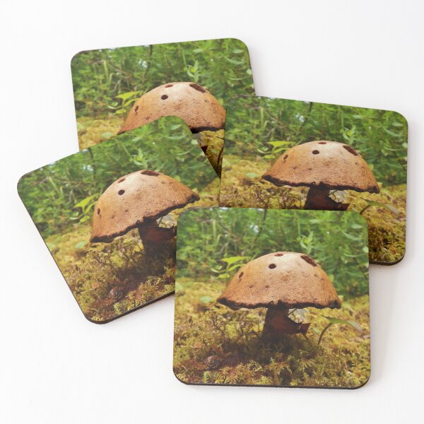 Alaska Mushroom - unidentified type Coasters (Set of 4)
