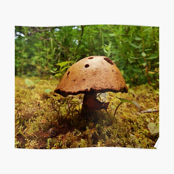 Alaska Mushroom - unidentified type Poster