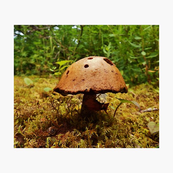 Alaska Mushroom - unidentified type Photographic Print