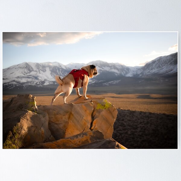 Item preview, Majestic Mountain Pug Plans His Summits designed and sold by pugventurephoto.