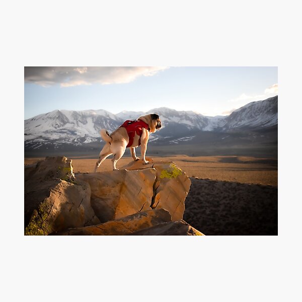 Item preview, Majestic Mountain Pug Plans His Summits designed and sold by pugventurephoto.