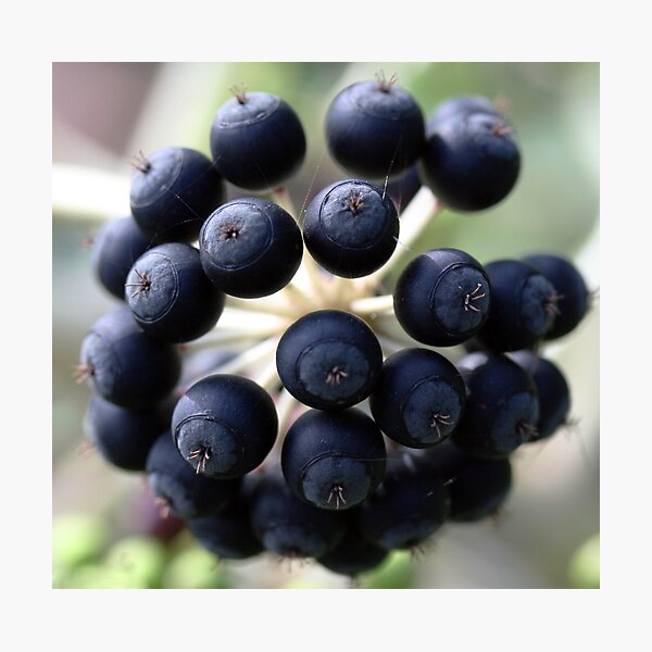 Item preview, Berries at the Adelaide Botanic Gardens designed and sold by Joanne Emery.