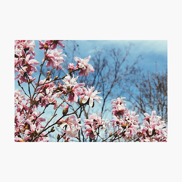 Magnolias Against the Blue Sky Photographic Print