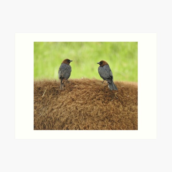 Brown-headed cowbirds Art Print