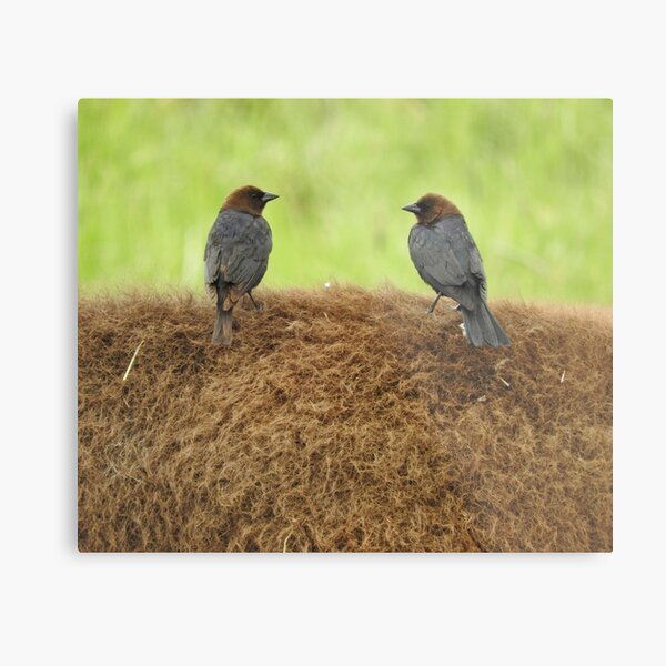 Brown-headed cowbirds Metal Print