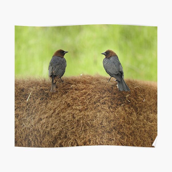Brown-headed cowbirds Poster
