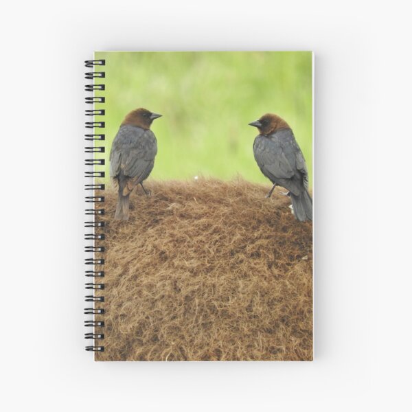 Brown-headed cowbirds Spiral Notebook