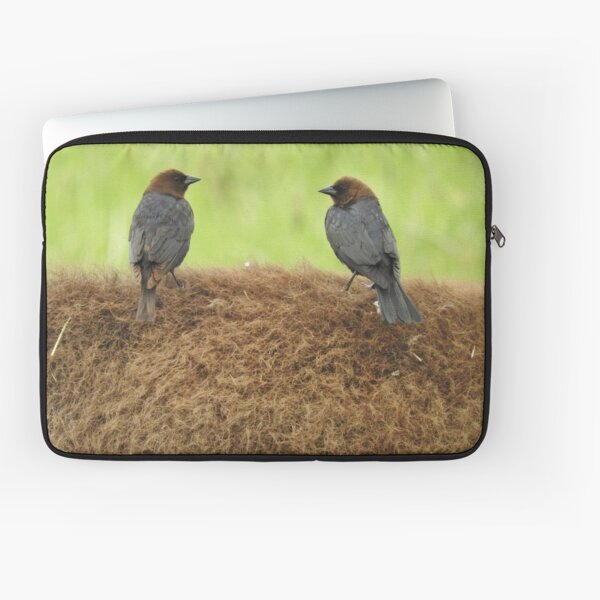 Brown-headed cowbirds Laptop Sleeve