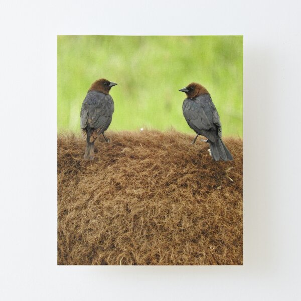 Brown-headed cowbirds Canvas Mounted Print