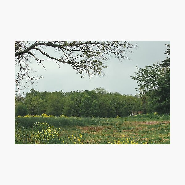 Flowery Fields Photographic Print