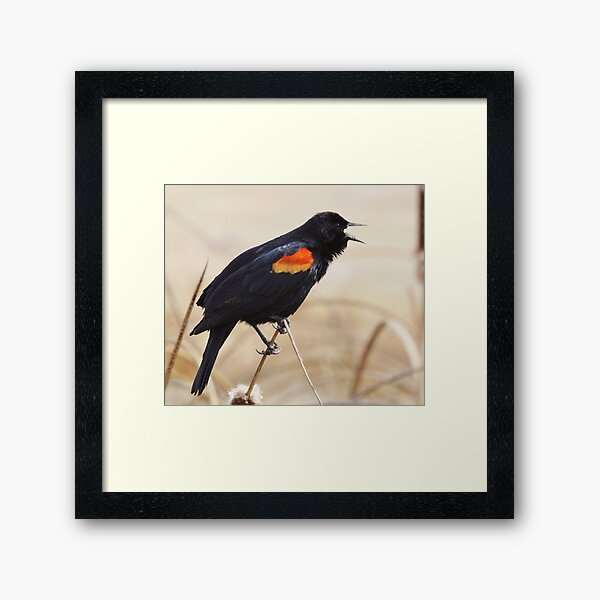 Red Winged Blackbird Framed Art Print
