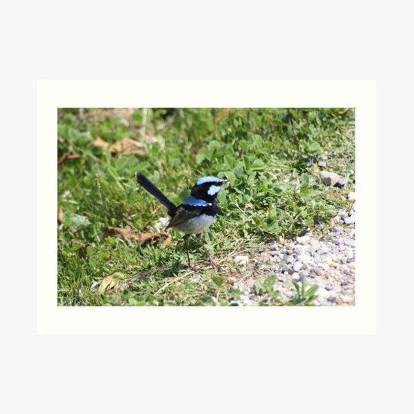 Blue Wren Art Print