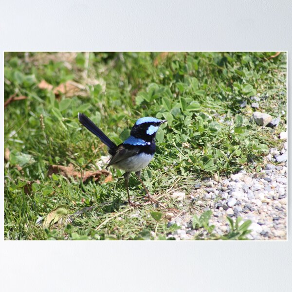 Item preview, Blue Wren designed and sold by Glen Sheppard.