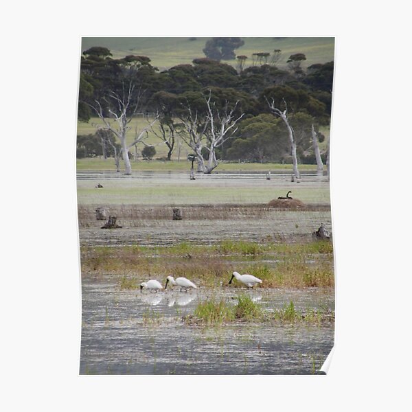 Wading Royal Spoonbills and a nesting Black Swan - Kangaroo Island, South Australia Poster