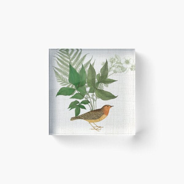 Botanical Bird with Leaves and Ferns Digital Collage of Vintage Elements Acrylic Block