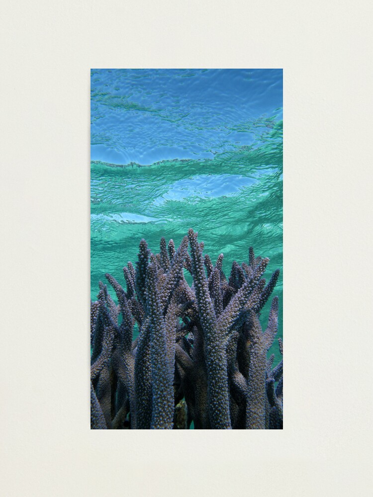Alternate view of Shades of Blue Photographic Print