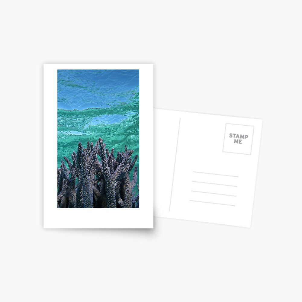 Shades of Blue Postcard