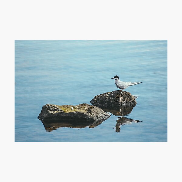 An Arctic Tern At Rest Photographic Print