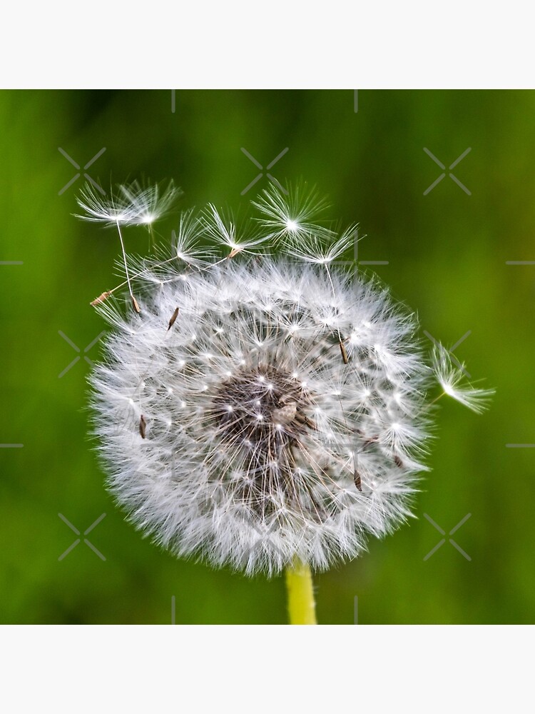 Thumbnail 2 von 2, Stofftasche, Geschenkidee Pusteblume Foto designt und verkauft von Igelchen.