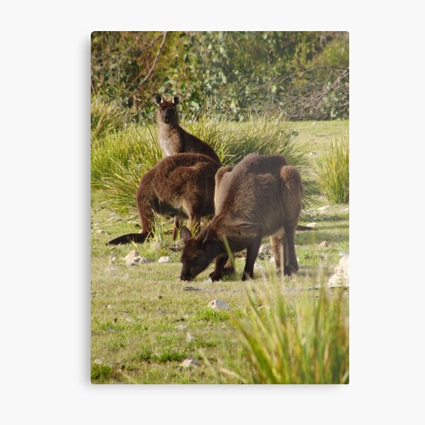 Grazing Kangaroos at Flinders Chase National Park, Kangaroo Island Metal Print