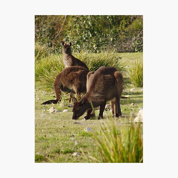 Grazing Kangaroos at Flinders Chase National Park, Kangaroo Island Photographic Print