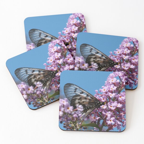 Item preview, Glasswing Butterfly, Acraea andromacha 1. designed and sold by Trish Meyer.