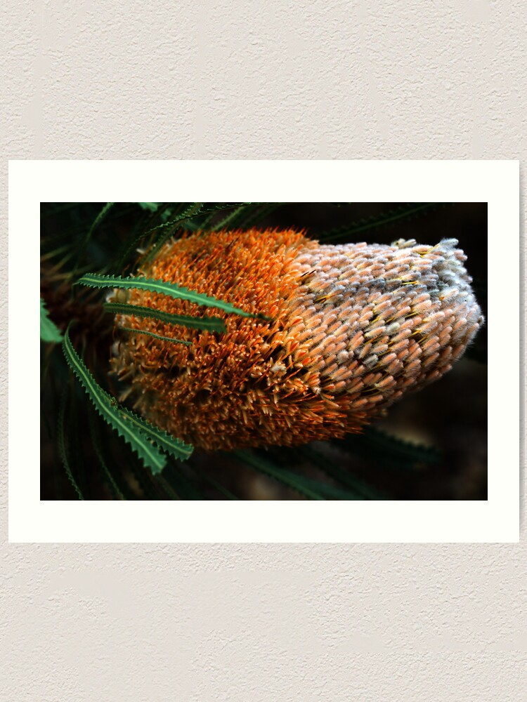 Alternate view of Banksia hookeriana Art Print
