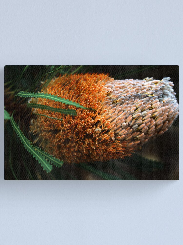 Alternate view of Banksia hookeriana Canvas Print