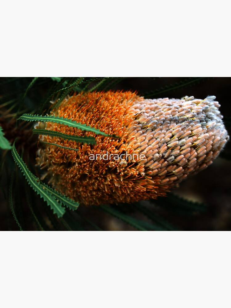 Banksia hookeriana by andrachne