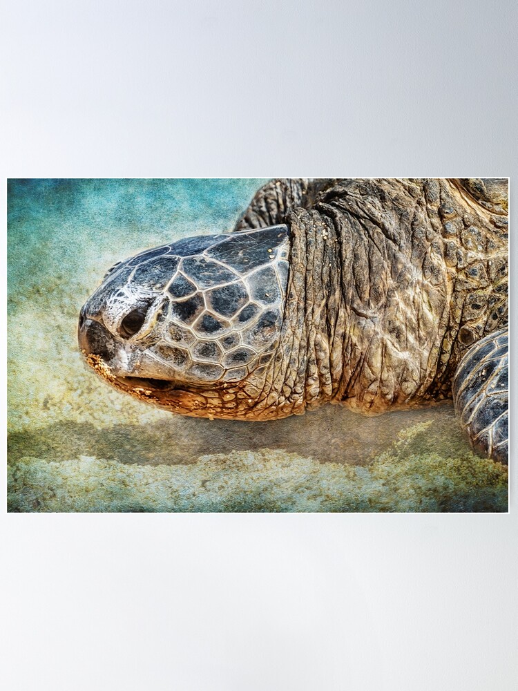 16 Hawksbill Turtle Shell Half Mount